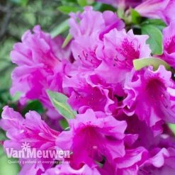 Azalea 'Dwarf Lilac'