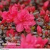 Azalea 'Dwarf Red' -Flower Plants Shop Azalea Dwarf Red