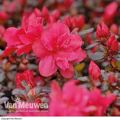 Azalea 'Dwarf Red' 3 Azalea 'Dwarf Red'