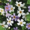 Bacopa Collection 1 Bacopa Collection -Flower Plants Shop BACO V45758 A h