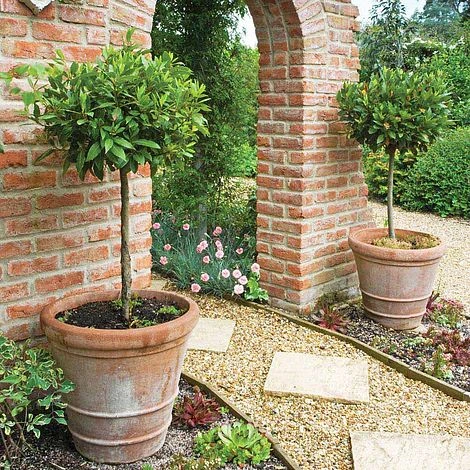 Bay Tree Standard 3 Bay Tree Standard