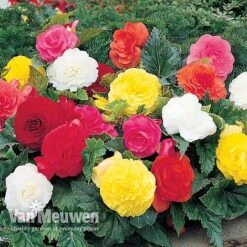 Begonia 'Double Flowered Mixed' -Flower Plants Shop BEGO 12544 A