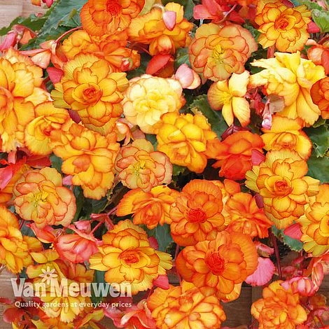 Begonia 'Cascading Fireball' 3 Begonia 'Cascading Fireball' - Image 2