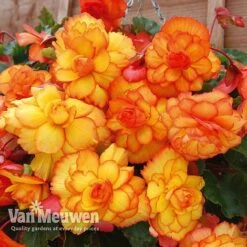 Begonia 'Cascading Fireball' 6 Begonia 'Cascading Fireball' -Flower Plants Shop BEGO 69301 C