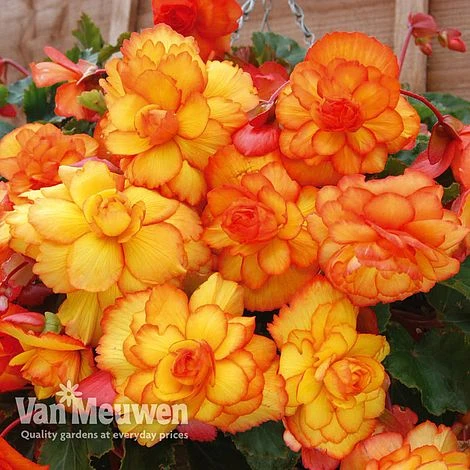 Begonia 'Cascading Fireball' 4 Begonia 'Cascading Fireball' - Image 3
