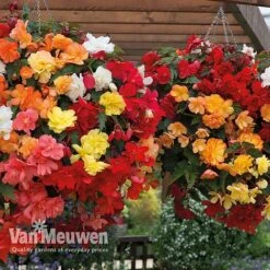 Begonia 'Illumination Mixed' -Flower Plants Shop BEGO P86758 B