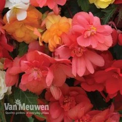 Begonia 'Illumination Mixed' -Flower Plants Shop BEGO P86758 C