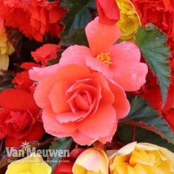 Begonia 'Illumination Mixed' -Flower Plants Shop BEGO P86758 D