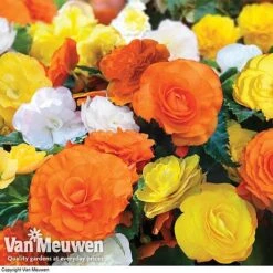 Begonia 'Nonstop Citrus Mix' -Flower Plants Shop BEGO V48976 A