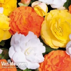 Begonia 'Nonstop Citrus Mix' -Flower Plants Shop BEGO V48976 C