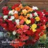 Begonia 'Illumination Mixed' -Flower Plants Shop BEGO V72065 A
