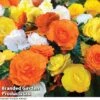 Begonia 'Nonstop Citrus Mix' -Flower Plants Shop BEGONIA NONSTOPMIXED KC6172 A