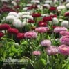 Bellis Perennis 'Bellissima Mixed' -Flower Plants Shop BELL V57241 A