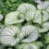 Brunnera Macrophylla 'Jack Frost' -Flower Plants Shop BRUN V58776 A h