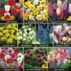 Value Spring Bulbs Collection -Flower Plants Shop BULB 69855V A h