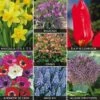 Mixed Bulb Collection -Flower Plants Shop BULB V12651 A h