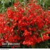 Begonia 'Inferno' -Flower Plants Shop Begonia Inferno