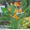 Bird Of Paradise Flower -Flower Plants Shop Bird Of Paradise Strelitzia