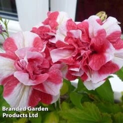 Petunia 'Cherry Ripple' (Tumbelina Series) -Flower Plants Shop BrandedGP Copyright Image cherry3