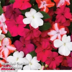 Nurseryman’s Choice Summer Favourites 12 Nurseryman’s Choice Summer Favourites -Flower Plants Shop BrandedGP Copyright Image red impa