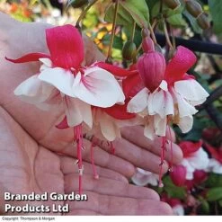 Fuchsia 'Swingtime' -Flower Plants Shop BrandedGP Copyright Image swingtime2