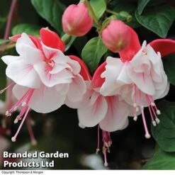 Fuchsia 'Swingtime' -Flower Plants Shop BrandedGP Copyright Image swingtime3