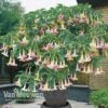 Angels Trumpet Tricolour -Flower Plants Shop Brugmansia Angels Trumpet Tricolour