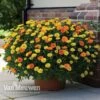 Calendula 'Power Daisy' Collection -Flower Plants Shop CALE VKA1013 A