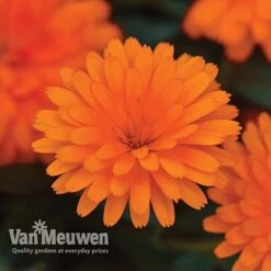 Calendula 'Power Daisy' Collection -Flower Plants Shop CALE VKA1013 C