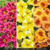 Calibrachoa 'Fruities Collection' -Flower Plants Shop CALI V48988 A h