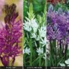 Camassia Collection -Flower Plants Shop CAMA V47469 A h
