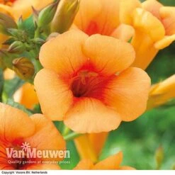 Campsis X Tagliabuana 'Indian Summer' -Flower Plants Shop CAMP V63780 F