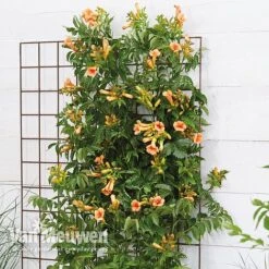 Campsis X Tagliabuana 'Indian Summer' -Flower Plants Shop CAMP V63780 b