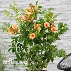 Campsis X Tagliabuana 'Indian Summer' -Flower Plants Shop CAMP V63780 c