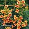 Campsis X Tagliabuana 'Indian Summer' 1 Campsis X Tagliabuana 'Indian Summer' -Flower Plants Shop CAMP V63780 d