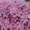 Campanula Lactiflora 'Dwarf Pink' -Flower Plants Shop CAMP V65166 A h