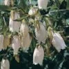 Campanula Takesimana -Flower Plants Shop CAMP V65192 A h