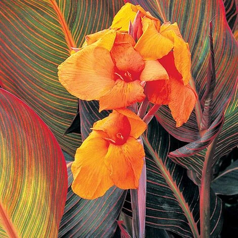 Canna 'Tropicanna' 3 Canna 'Tropicanna'