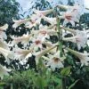Cardiocrinum Giganteum 2 Cardiocrinum Giganteum -Flower Plants Shop CARD V60841 A h