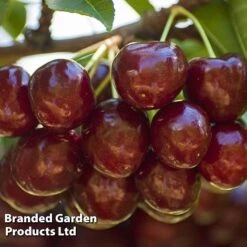Cherry 'Sunburst' -Flower Plants Shop CHER 61758 C