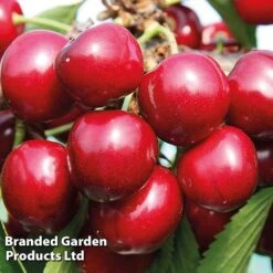 Cherry 'Sunburst' -Flower Plants Shop CHER 61758 D