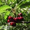 Cherry 'Sylvia' (Mini Fruit Tree) -Flower Plants Shop CHER T10442 A