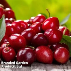 Cherry 'Sylvia' (Mini Fruit Tree) 12 Cherry 'Sylvia' (Mini Fruit Tree) -Flower Plants Shop CHER T10442 D