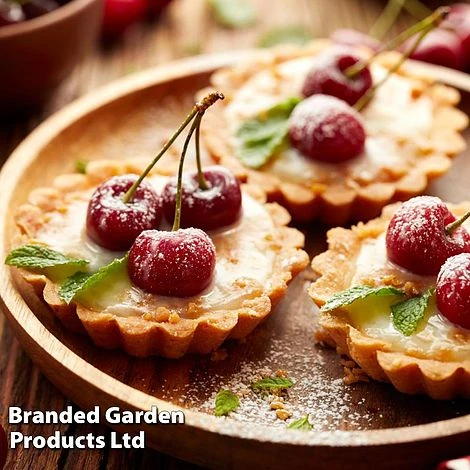 Cherry 'Sylvia' (Mini Fruit Tree) 8 Cherry 'Sylvia' (Mini Fruit Tree) - Image 6