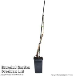 Cherry 'Sylvia' (Mini Fruit Tree) 15 Cherry 'Sylvia' (Mini Fruit Tree) -Flower Plants Shop CHER T10442 G