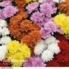 Chrysanthemum 'Decorative' -Flower Plants Shop CHRY 60356 A