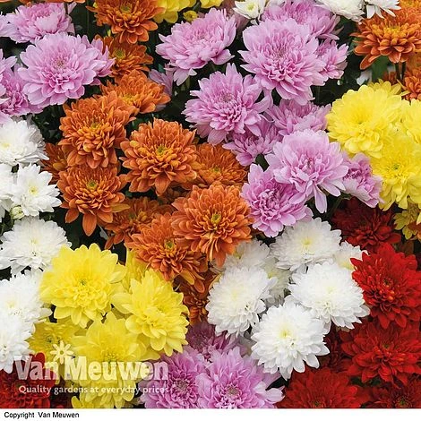 Chrysanthemum 'Decorative' 3 Chrysanthemum 'Decorative'