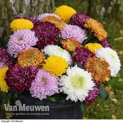 Chrysanthemum 'Incurved Mixed' -Flower Plants Shop CHRY 72960 B