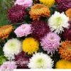 Chrysanthemum 'Incurved Mixed' -Flower Plants Shop CHRY 72960 C