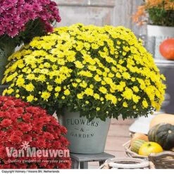 Chrysanthemum 'Hardy Patio Improved' -Flower Plants Shop CHRY V17671 C